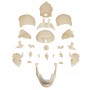 Crâne articulé erler und zimmer blanc 22 pièces 