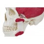 Crâne avec muscles de la mastication, en 2 parties