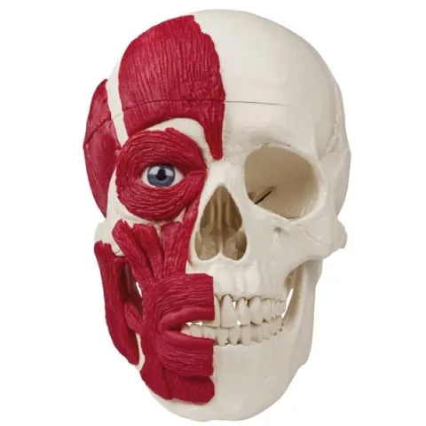 Crâne avec musculature