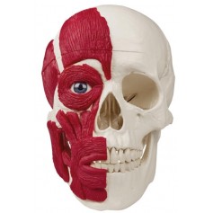 Crâne avec musculature 