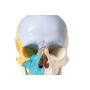 Crâne didactique 3 parties Erler Zimmer 4508
