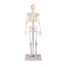 Squelette miniature Tom 3032 - Erler Zimmer