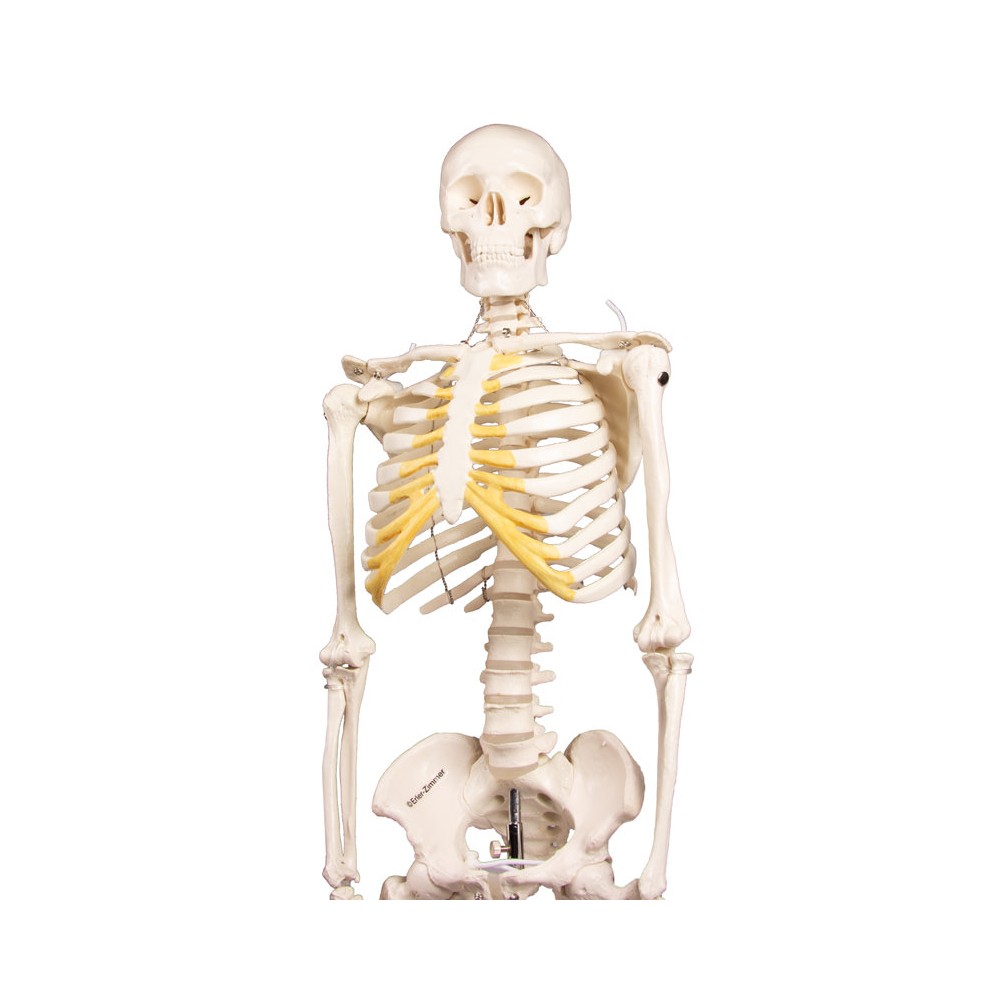 Squelette miniature Tom 3032 de Erler Zimmer chez Toomed