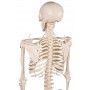 Mini-squelette 'Tom'
