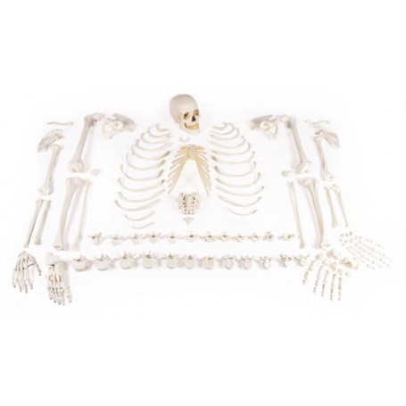 Squelette démonté