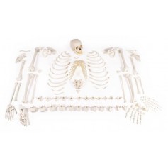 Squelette humain démonté