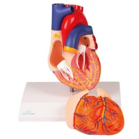 MODÈLE DE CŒUR, AVEC SYSTÈME DE CONDUCTION