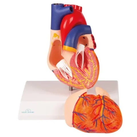 MODÈLE DE CŒUR, AVEC SYSTÈME DE CONDUCTION