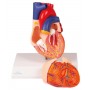 MODÈLE DE CŒUR, AVEC SYSTÈME DE CONDUCTION