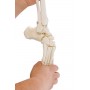 Modèle de squelette du pied avec début de Tibia et péroné Erler Zimmer