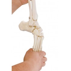Modèle de squelette du pied avec début de Tibia et péroné Erler Zimmer
