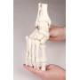 Modèle de squelette du pied avec début de Tibia et péroné Erler Zimmer