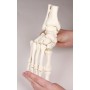 Modèle de squelette du pied avec début de Tibia et péroné Erler Zimmer