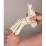 Modèle de squelette du pied avec début de Tibia et péroné Erler Zimmer