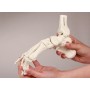 Modèle de squelette du pied avec début de Tibia et péroné Erler Zimmer