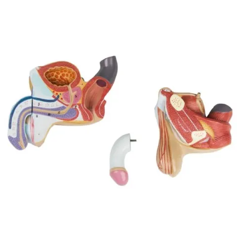 Organes génitaux masculin en 4 parties L250 Erler Zimmer