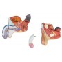 Organes génitaux masculin en 4 parties L250 Erler Zimmer