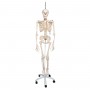 Squelette physiologique, suspendu 