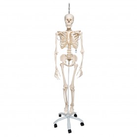 Squelette 3B Scientific Stan - Squelette anatomique - SISSEL Pro