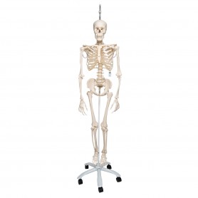 Squelette physiologique, suspendu 