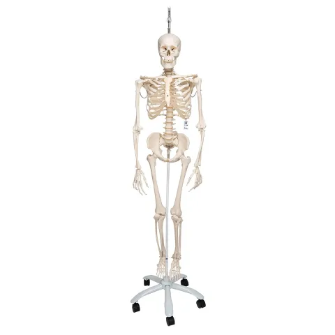 Squelette physiologique, suspendu