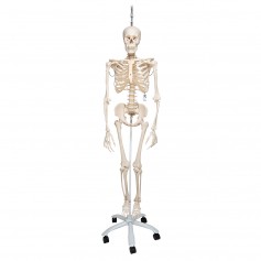 Squelette anatomique Phil physiologique - 3B Scientific