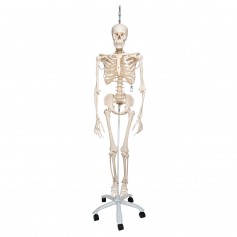 Squelette physiologique, suspendu 