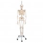 Squelette physiologique, suspendu 