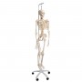 Squelette physiologique, suspendu 