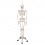 Squelette physiologique, suspendu 