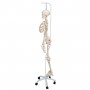 Squelette physiologique, suspendu 