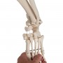 Squelette physiologique, suspendu 