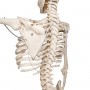 Squelette physiologique, suspendu 