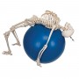 Squelette physiologique, suspendu 