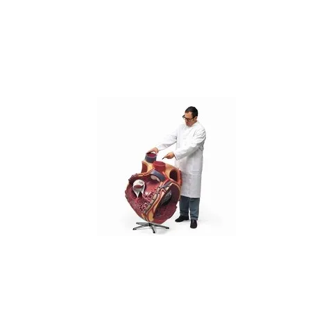 Coeur, agrandi 8 fois