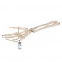 Squelette de la main avec radius et ulna (cubitus) 