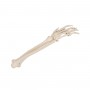 Squelette de la main avec radius et ulna (cubitus) 