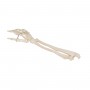 Squelette de la main avec radius et ulna (cubitus) 