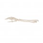 Squelette de la main avec radius et ulna (cubitus) 