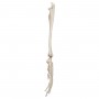 Squelette de la main avec radius et ulna (cubitus) 