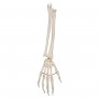 Squelette de la main avec radius et ulna (cubitus) 