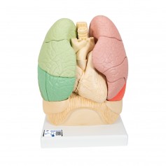 Poumon segmente 3b scientific