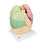 Poumon segmente 3b scientific