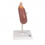 modele de Rein avec glande surrenale