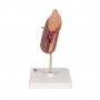 modele de Rein avec glande surrenale
