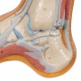 Pied Creux (Pes Cavus) 