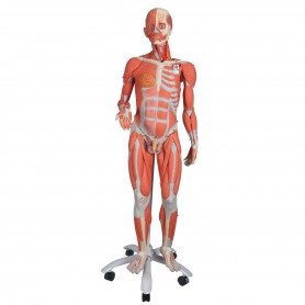 Modele musculaire homme-femme haut de gamme, en 45 parties 