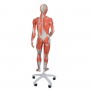 Modele musculaire homme-femme haut de gamme, en 45 parties 