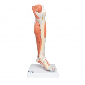 Muscles de la jambe (partie inférieure), version luxe, en 3 