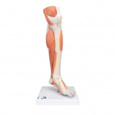 Muscles de la jambe (partie inférieure), version luxe, en 3 